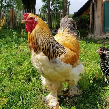 Casa de Férias Neu! Modernes Hohensayn *