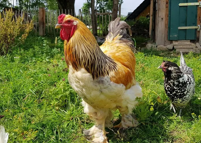 בית נופש Neu! Modernes Hohensayn *