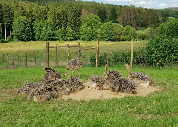 Neu! Modernes Hohensayn *