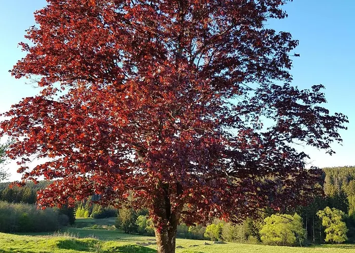 בית נופש Neu! Modernes Hohensayn